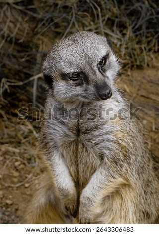 Meerkat posing for camera at the zoom