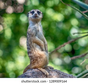 Meerkat At The San Diego Wild Animal Park.