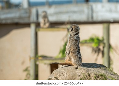 Meerkat Sentry: A meerkat stands alert on a rock, another keeping watch in the background, showcasing their social behavior. - Powered by Shutterstock