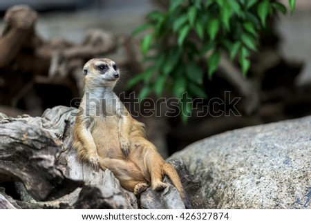 Meerkat sitting on a log.Animals in the zoo. Khao Kheow Zoo ,Thailand