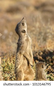 Meerkat Sky Gazing