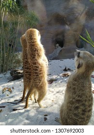 meerkat standing up
