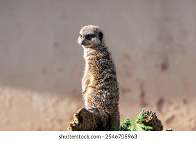 Meerkat Standing Guard in Zoo Enclosure: A meerkat stands alert on a mound in its zoo enclosure, looking off to the side, with a blurred background. - Powered by Shutterstock