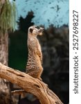 Meerkat standing on a wooden branch in a zoo 