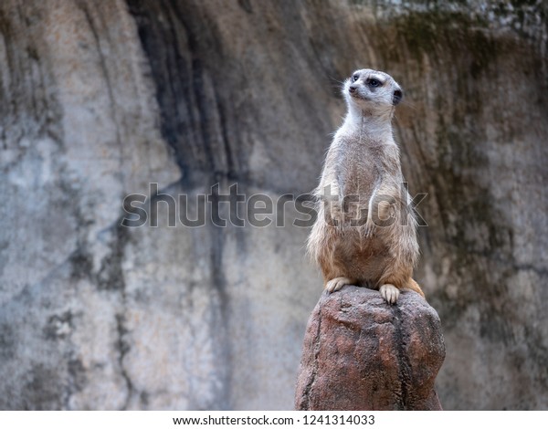 Meerkat Standing Tall On Rock Looking Stock Photo Edit Now
