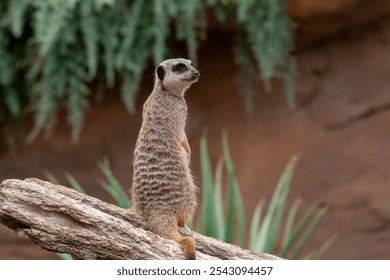 A meerkat stands alert atop a log, surrounded by lush greenery. This captivating wildlife scene captures the curious nature of these small mammals in their natural habitat. - Powered by Shutterstock