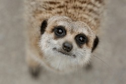 Meerkat Stares Directly Into The Lens.