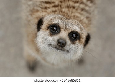 Meerkat stares directly into the lens.