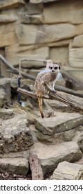 A Meerkat Stares Off A Branch