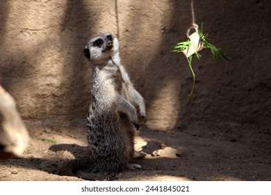 Meerkat (Suricata suricatta) looking for food. - Powered by Shutterstock