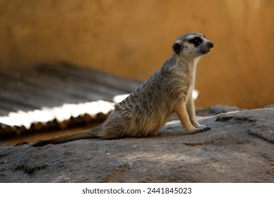 Meerkat (Suricata suricatta) looking for food. - Powered by Shutterstock