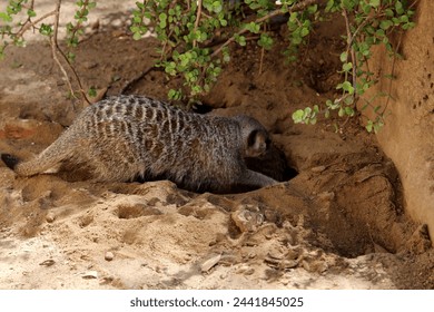 Meerkat (Suricata suricatta) looking for food. - Powered by Shutterstock