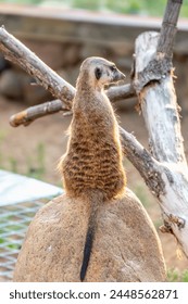 Meerkat ,Suricata suricatta, on hind legs. Portrait of meerkat standing on hind legs with alert expression. Portrait of a funny meerkat sitting on its hind legs and watching out for enemies