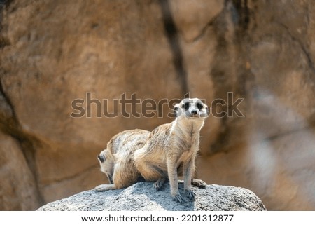 meerkat, Suricata suricatta, sitting on a rock resting, hairy animal, guadalajara, mexico warm climate