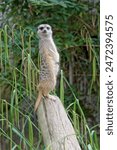 The meerkat (Suricata suricatta) is a species of mammal from the mongoose family. The animal stands for a long time on its hind legs, leaning on its tail and looking out for prey or danger.