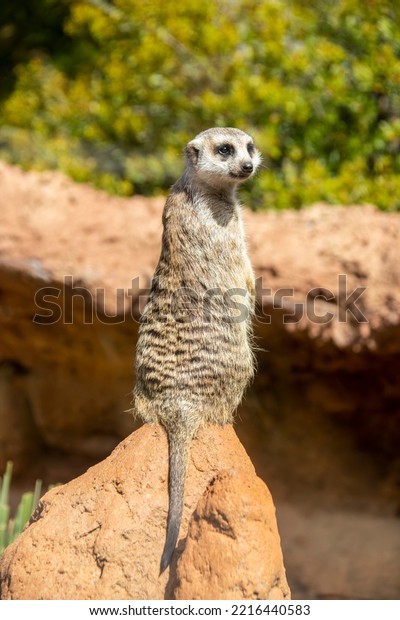 The\
meerkat (Suricata suricatta) stands alone as guard\
A small\
carnivoran belonging to the mongoose family.\
Its face tapers,\
coming to a point at the nose, which is brown.\
