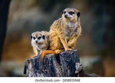 Funny Suricate Images Stock Photos Vectors Shutterstock