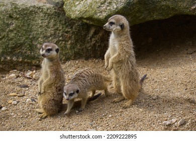 Meerkat (suricate) In Desert On Guard Duty