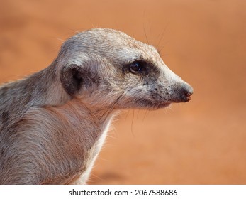 Funny Suricate Images Stock Photos Vectors Shutterstock