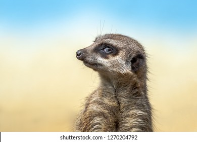 The meerkat or suricate is a small carnivoran belonging to the mongoose family. Meerkats live in Botswana,   Namibia and southwestern Angola, and in South Africa. - Shutterstock ID 1270204792