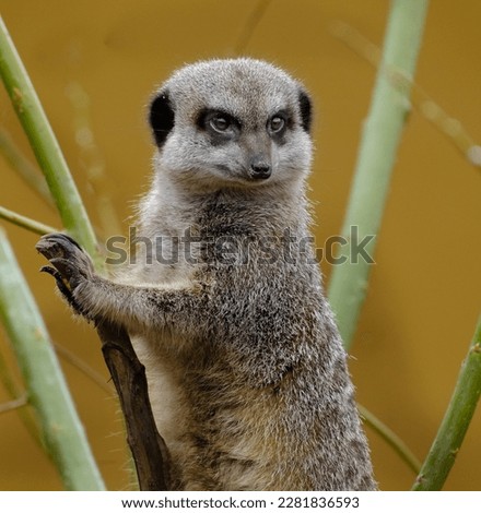 Similar – Image, Stock Photo Close up portrait of one meerkat sitting on a rock