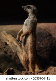 Meerkat (suricate) Standing Up, Looking For Possible Danger. Alert, Curious, Keeping Watch, Protecion. No People, With Copy Space