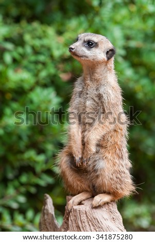 Similar – Image, Stock Photo Meerkat (Suricata suricatta), also known as the suricate.