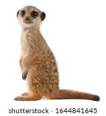 Meerkat or Suricate, Suricata suricatta, in front of white background