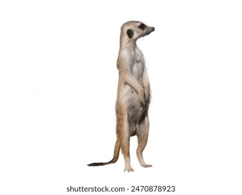 Meerkat or Suricate Suricata suricatta in front of white background.