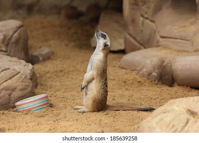 The Meerkat Or Suricate, Suricata Suricatta, Meerkats Have An Average Life Span Of 12-14 Years.