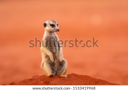 Meerkat or Suricate (Suricata suricatta) in Namibia