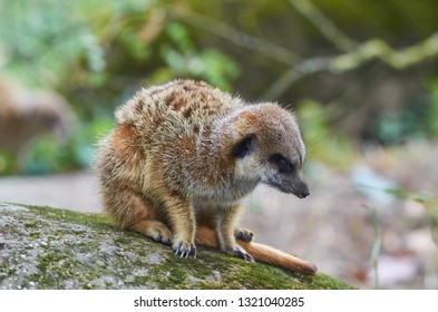 Meerkat Or Suricate (Suricata Suricatta Is Sleeping On His Guard, Full Body, Close Up.