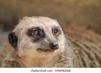 Meerkat Or Suricate In A Zoo