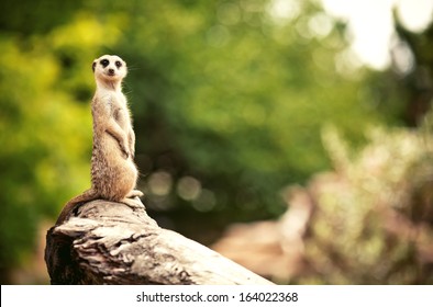 Meerkat (Surikate) found in Melbourne Zoo, Australia - Shutterstock ID 164022368