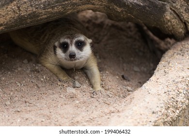 Meerkat (Surikate) In Hole