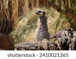 Meerkat at Taronga Zoo, Sydney