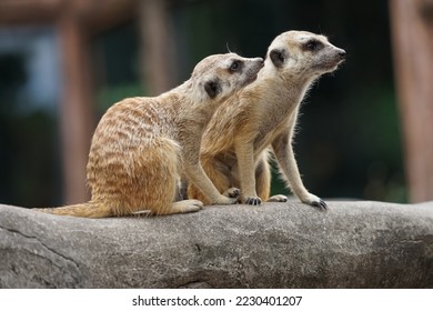 Meerkat twin need kis, two meerkat