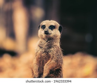 Meerkat View From Edinburgh Zoo