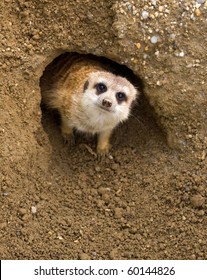 Meerkat Watching From His Hole