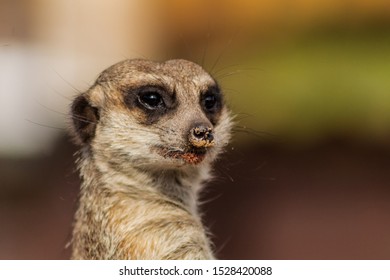 a meerkat watching over its enclosure from a rock - Shutterstock ID 1528420088