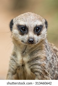 Meerkat At Zoo Atlanta