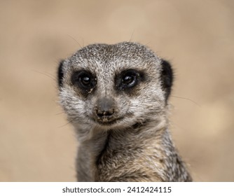 Meerkat in a zoo enclosure. Capturing the charm of this solitary yet sociable mammal, the photo highlights the inquisitive nature of meerkats in a captive setting. - Powered by Shutterstock