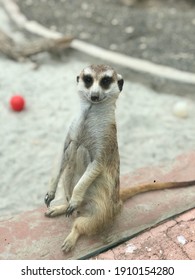 Meerkat At The Zoo Sit Up Straight Looking At You