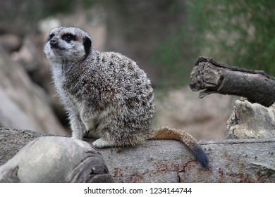 Meerkat At ZSL London Zoo