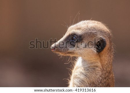 Similar – vigilant (Suricata suricatta N°2)