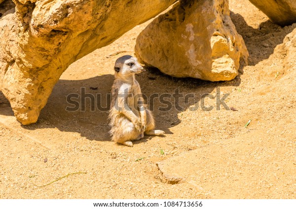 
meerkats. animals of the
savannah
