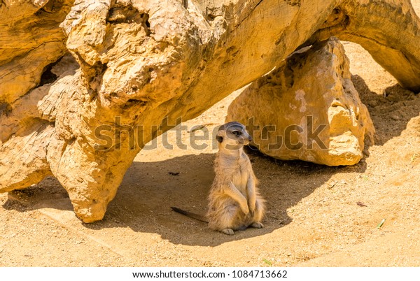 \
meerkats. animals of the\
savannah