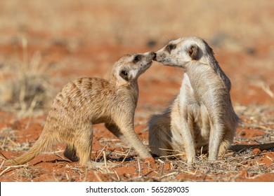 Meerkats Couple Playing On The Sand (Suricata Suricatta), Kalahari Desert, Namibia