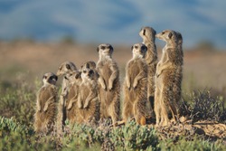 Meerkats Family In South Africa