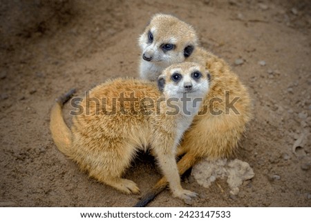 Meerkats holding each other close as if a cute couple